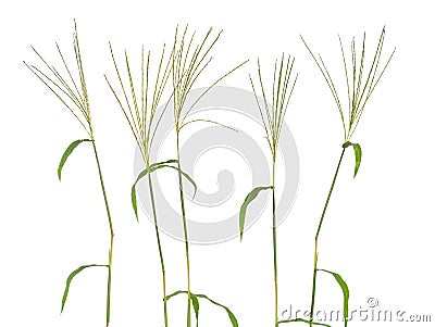 Cynodon dactylon, known as Bermuda grass, Dhoob, durva grass, ethana grass, dubo, dog`s tooth grass. Isolated. Stock Photo