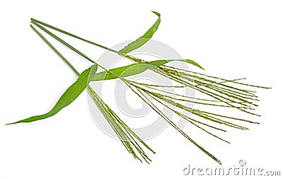 Cynodon dactylon, known as Bermuda grass, Dhoob, durva grass, ethana grass, dubo, dog`s tooth grass. Isolated. Stock Photo