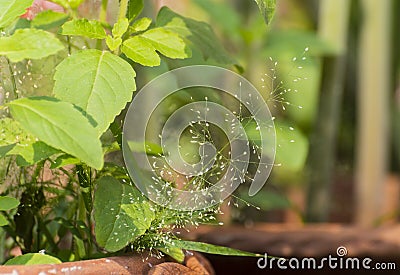 Cynodon dactylon, known as Bermuda grass, Dhoob, durva grass, ethana grass, dubo, dog`s tooth grass, Bahama grass, devil`s grass Stock Photo