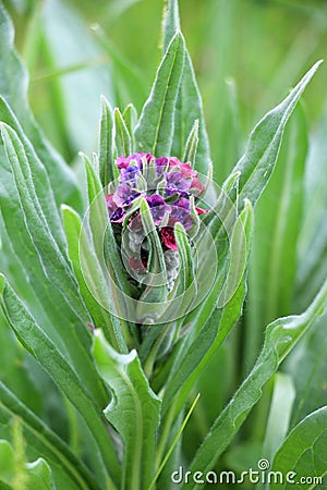 Cynoglossum officinale blooms in nature Stock Photo