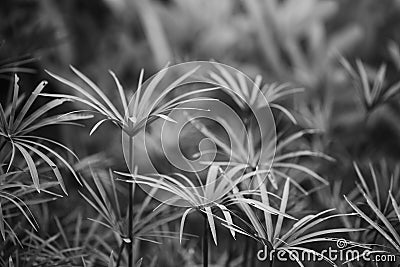 Cyperaceae plant family Stock Photo