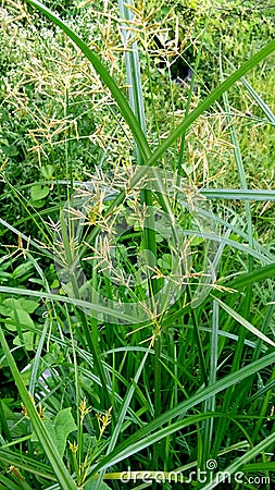 Cyperus longus galingale motha grass Stock Photo