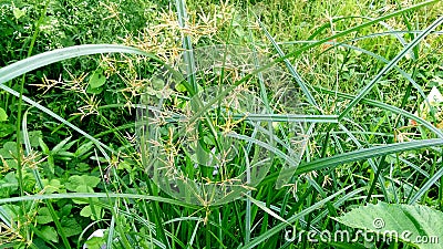 Cyperus longus grass Stock Photo