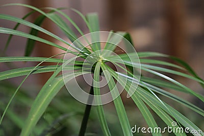 Cyperus papyrus Editorial Stock Photo