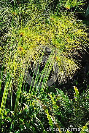 Cyperus papyrus - detail Stock Photo