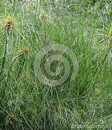 Cyperus Papyrus Paper Reed in Bloom Stock Photo