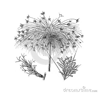 Cyperus papyrus, paper reed, Indian matting plant, Nile grass, vintage illustration from Brockhaus Konversations-Lexikon 1908 Cartoon Illustration
