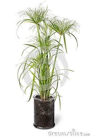 Cyperus papyrus perkamentus in a glass plant pot on white background Stock Photo