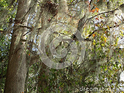 Cypess Trees Lakeside, North Florida Stock Photo