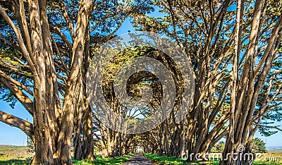 Cypres tree tunnel at point reyes national seashore Stock Photo