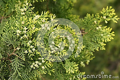 Cypress Stock Photo