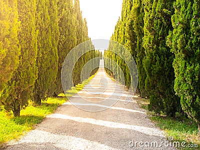 Cypress alley with rural country road, Tuscany, Italy. Stock Photo