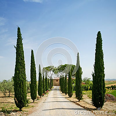 Cypress alley in Tuscany Stock Photo