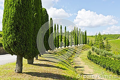 Cypress Alley in Tuscany Stock Photo