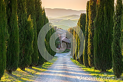 Cypress alley, Tuscany Stock Photo