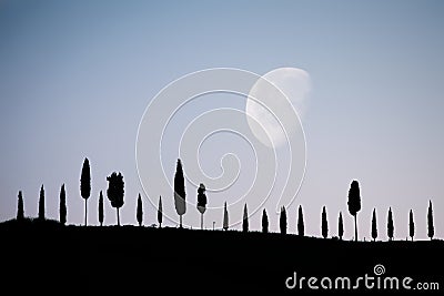 Cypress alley under the moonlight Stock Photo