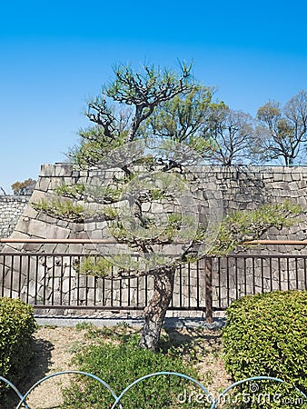 Cypress bonsai tree In the park Stock Photo