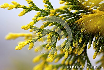 Cypress bough Stock Photo