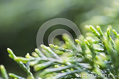 Cypress branch closeup, thuja background green tree Stock Photo