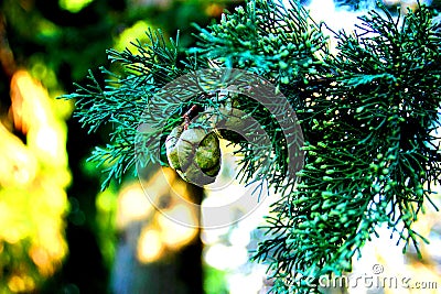 Cypress branch with green cones in Penna San Giovanni Stock Photo