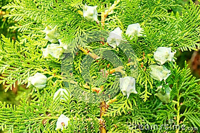 Cypress branches with fruits close-up Stock Photo