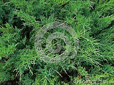 Cypress branches. Macro photo. Stock Photo