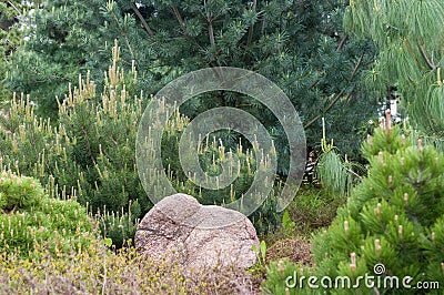 Cypress bushes and decorative conifer trees around the stone in the garden Stock Photo