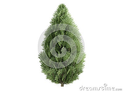 Cypress (Chamaecyparis lawsoniana) Stock Photo