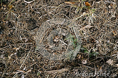 Cypress cones in dry grass on the ground. Stock Photo