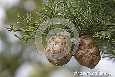 Cypress cones on tree Stock Photo