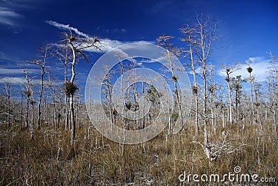 Cypress Forest Stock Photo