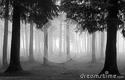 Cypress forest with fog in black and white Stock Photo