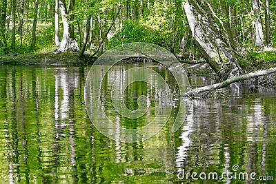 cypress forest and swamp of Congaree National Park in South Carolina Stock Photo