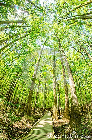 cypress forest and swamp of Congaree National Park in South Carolina Stock Photo