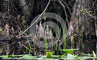 Cypress Knees, Okefenokee Swamp National Wildlife Refuge Stock Photo