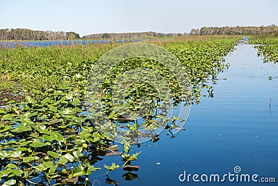 Cypress Lake Stock Photo