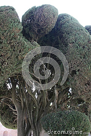 Cypress macro, Cupressus sempervirens Stock Photo