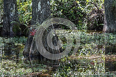 Cypress Roots, Swamp, Big Cypress National Preserve, Florida Stock Photo