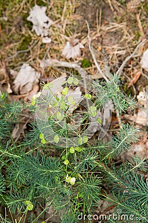 The Cypress spurge plant Stock Photo
