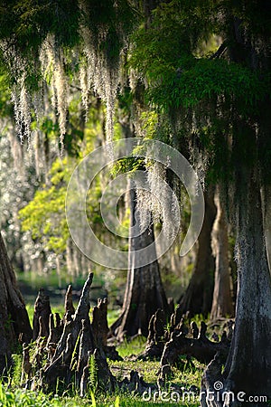 Cypress Swamp Stock Photo