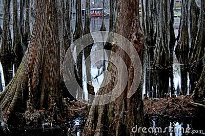 Cypress Swamp Stock Photo