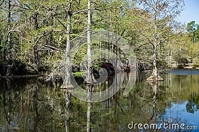 Cypress Swamp in South Carolina, USA Stock Photo