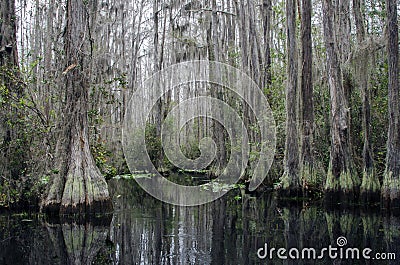 Cypress Swamp, Spanish Moss, Okefenokee Swamp National Wildlife Refuge Stock Photo