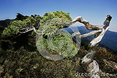 Cypress tree Stock Photo