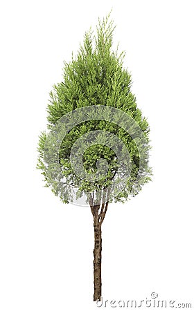 Cypress tree Stock Photo