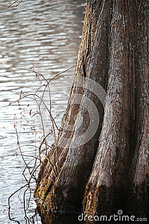 Cypress Tree Base in Black Water Stock Photo