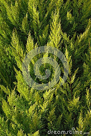 Cypress tree Stock Photo