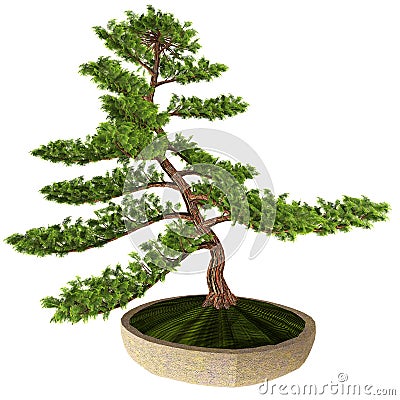 Hinoki False Cypress Bonsai Tree Stock Photo
