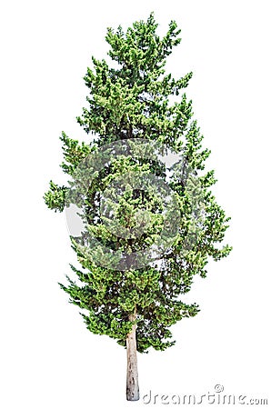 Cypress tree isolated Stock Photo