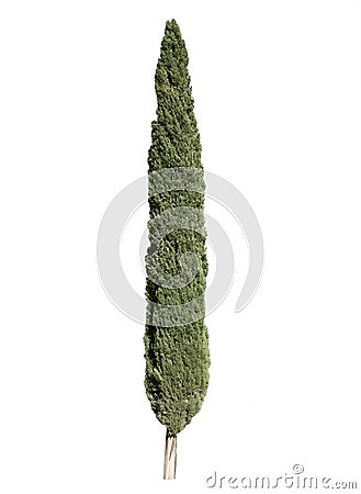 Cypress tree Stock Photo